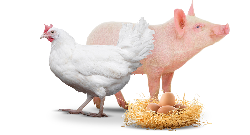 Pig-Chicken-Egg